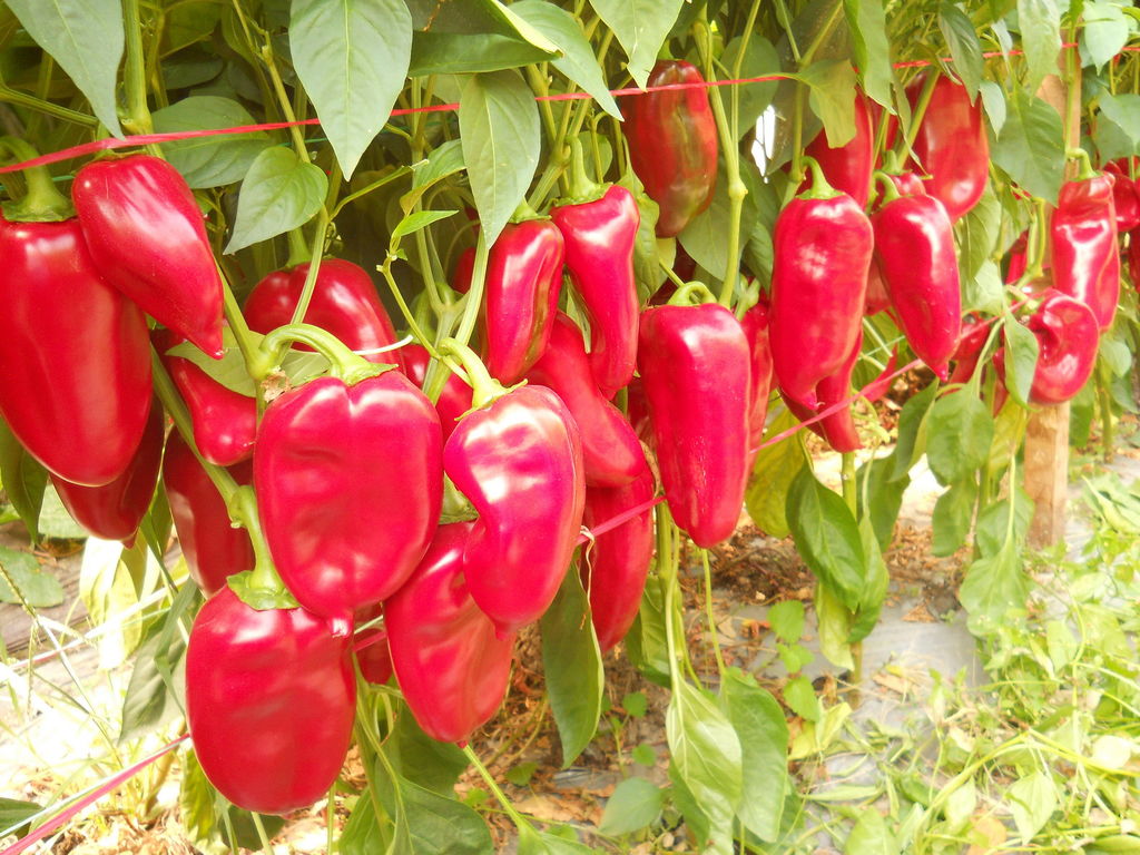 PAPRIKA MIŠINA 500 SJ