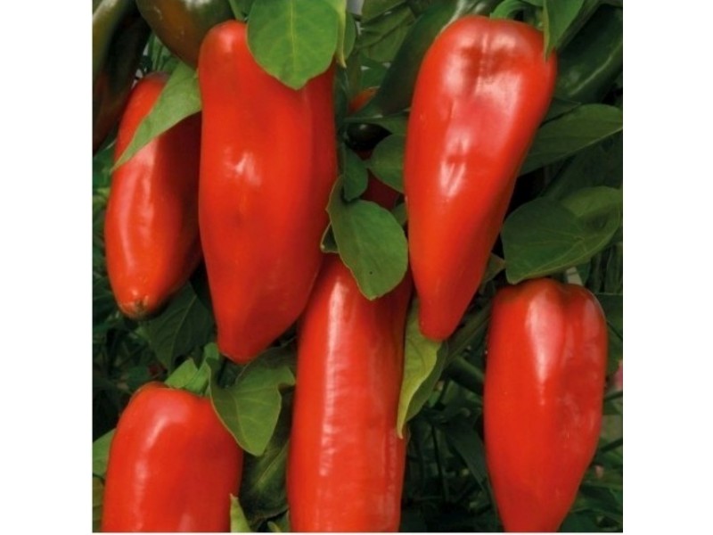 PAPRIKA DELFINA 10 GR- SUPERIOR