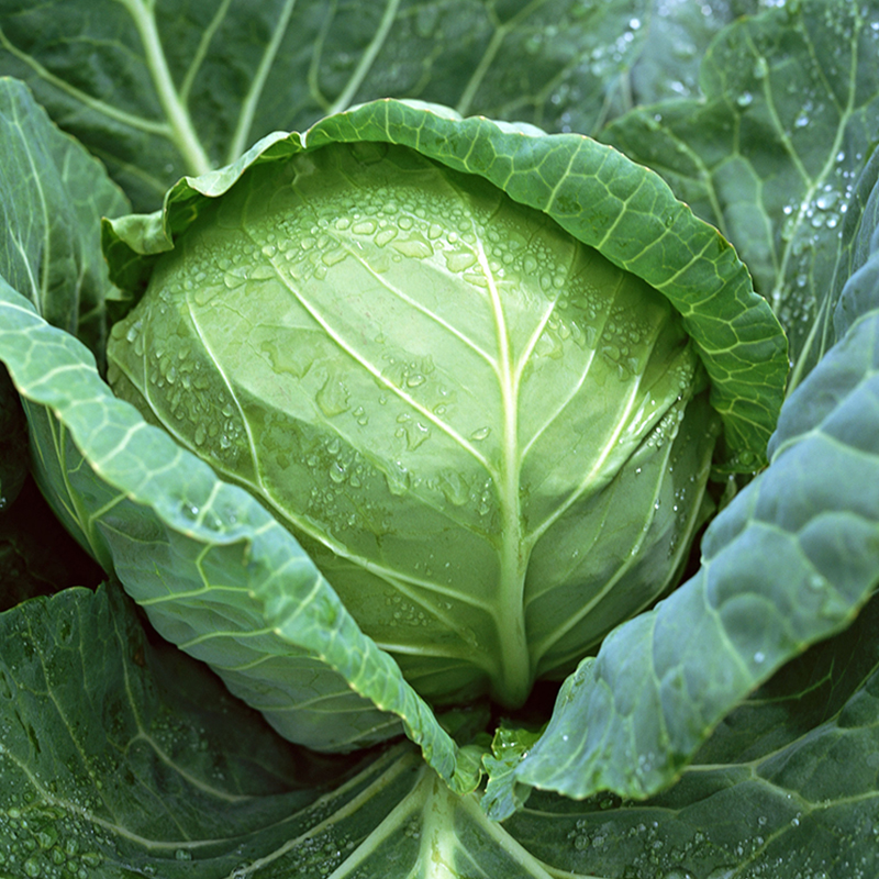 Superior Kupus Futoški 20 gr