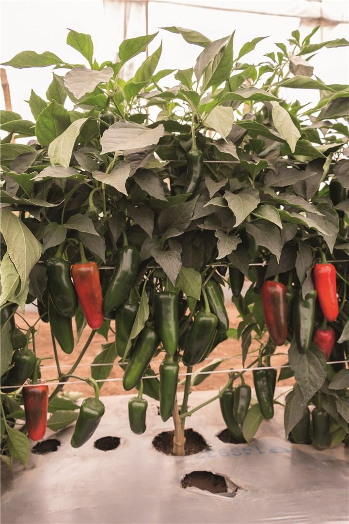 Paprika Rioverde F1 30 sj Jalapeno