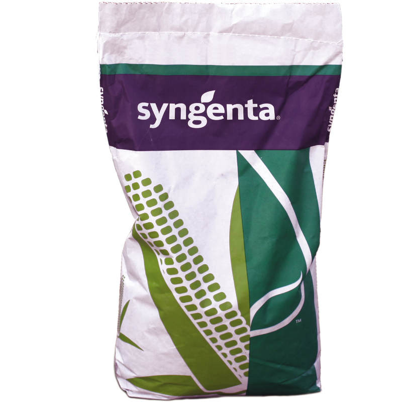 Sjeme kukuruza Bilbao FAO 570 Syngenta 25.000 sjemenki