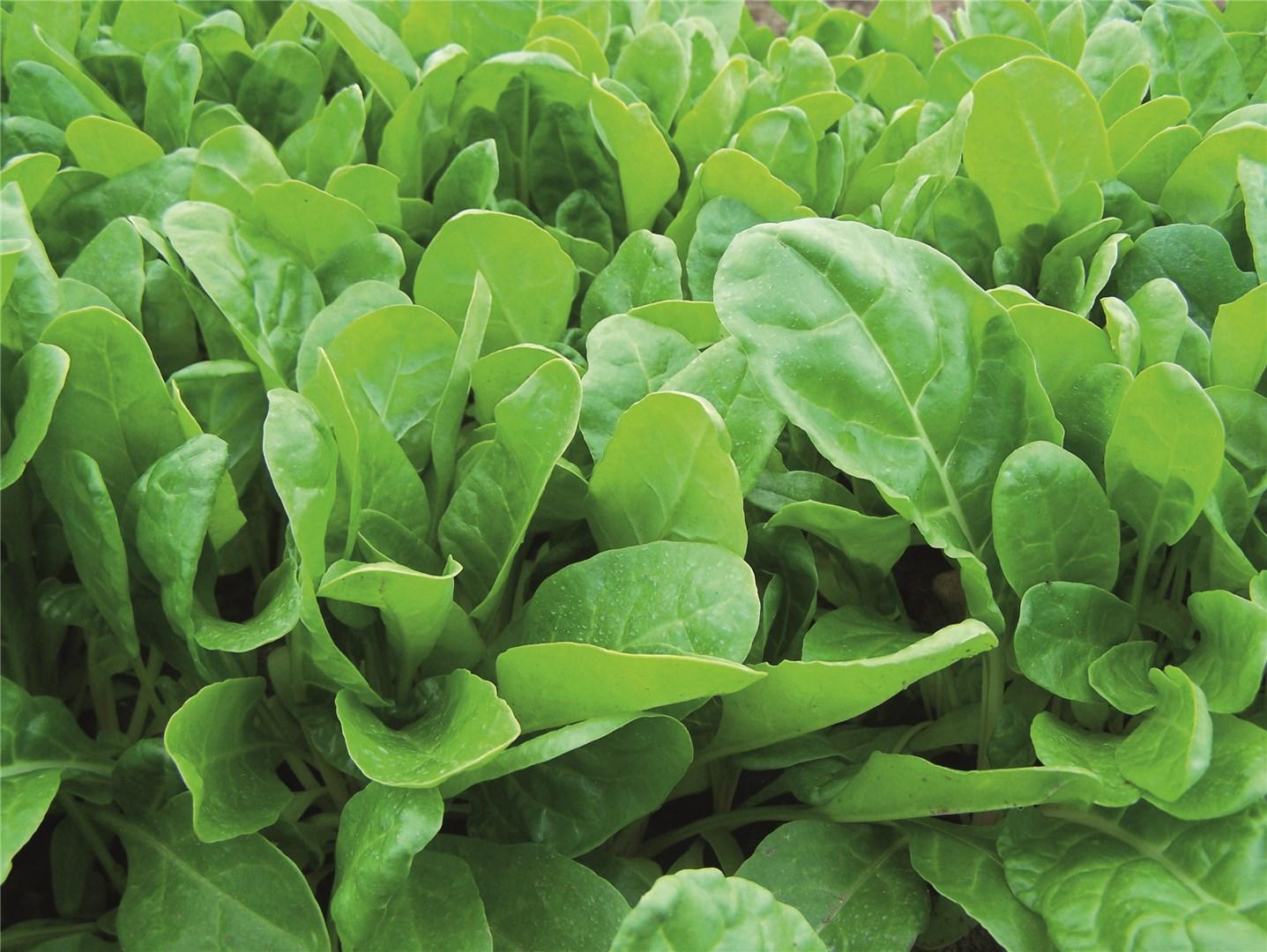 Hibridna blitva Delta 5000 sjemenki