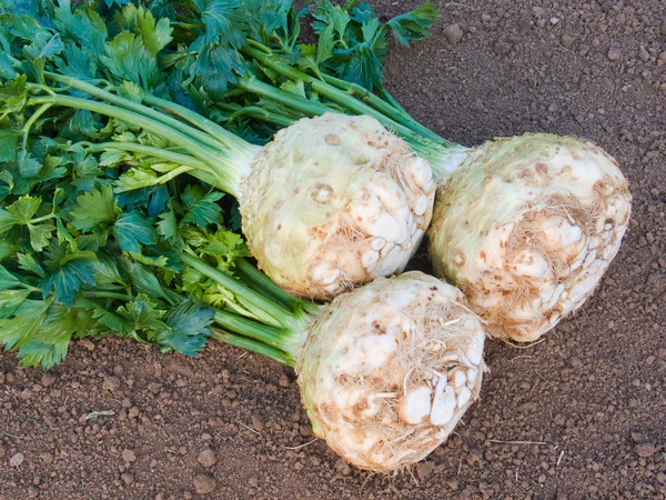 Celer Monarch F1 1000 sjemenki