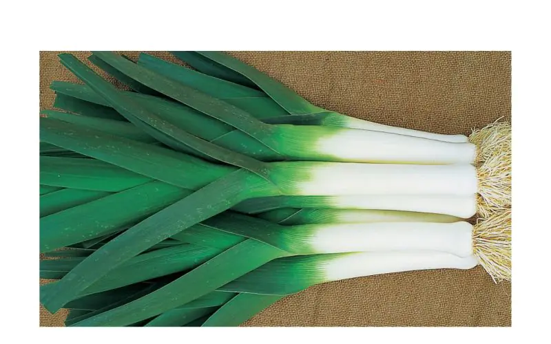 Poriluk prasa Lincoln 10000 sjemenki Bejo zaden