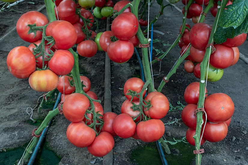 Paradajz Manusa F1 100 sjemenki