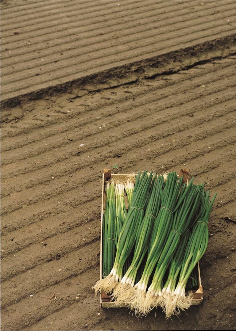 Hibridni luk mladi Bejo Parade 10 000 sjemenki