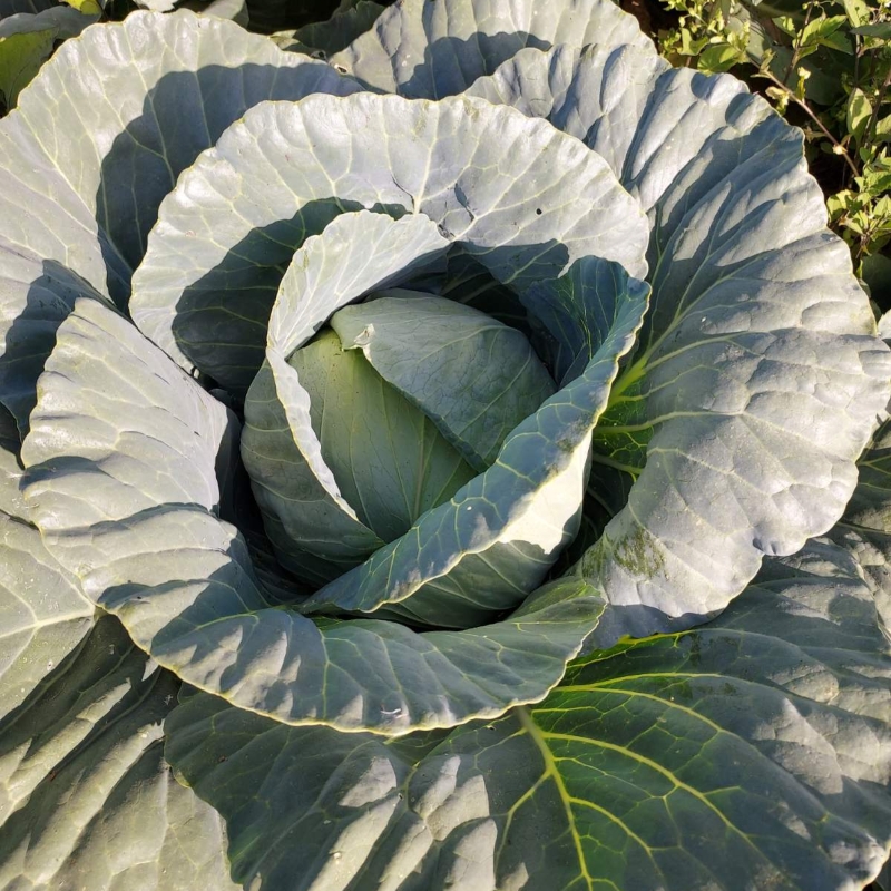 Hibridni Kupus Tropicana 2500 sj.