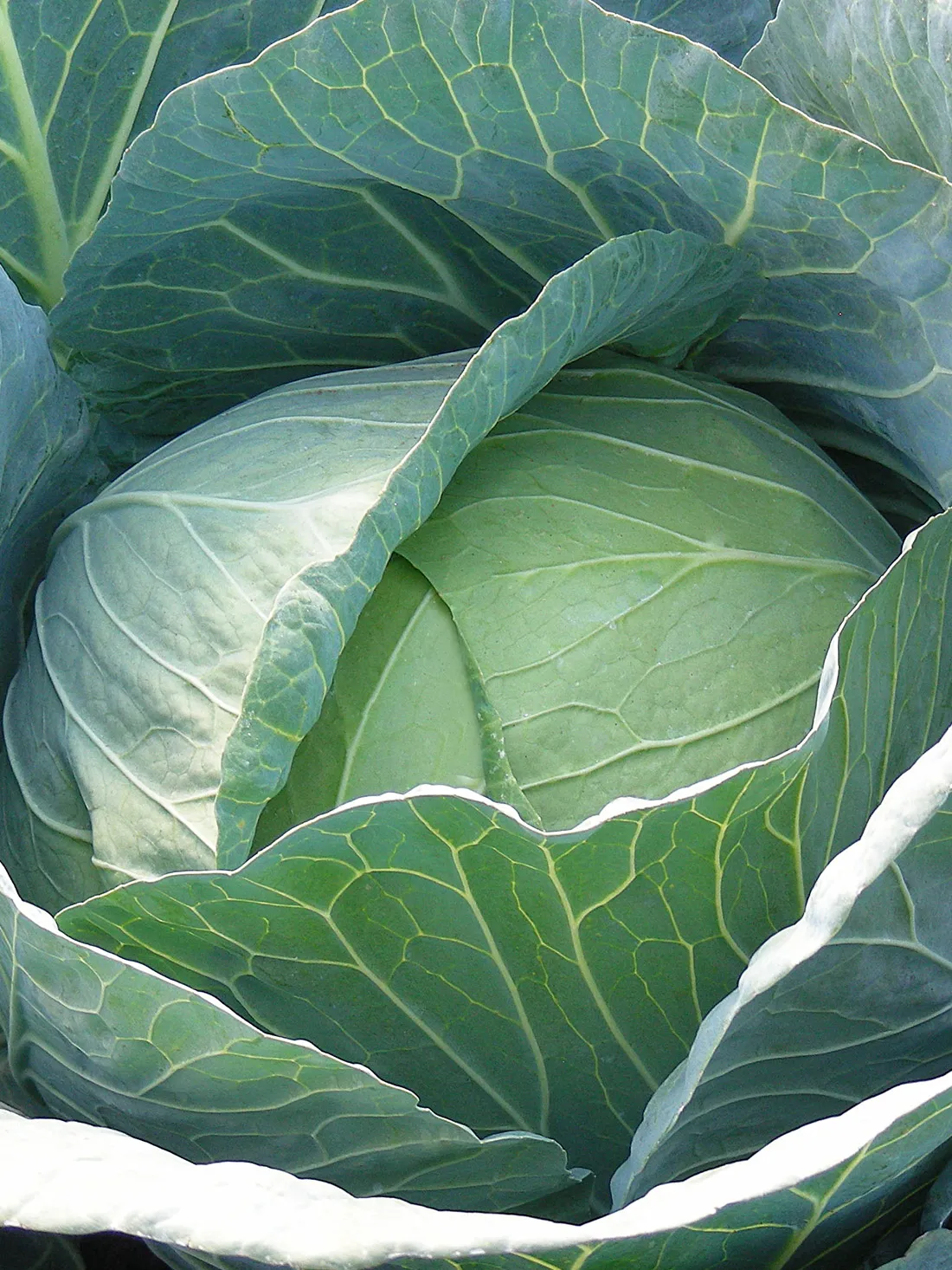 Hibridni Kupus  Capture 50 sj.