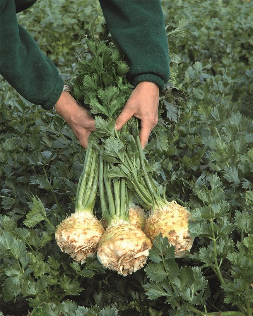 Hibridni Celer Ballena 100 sj.