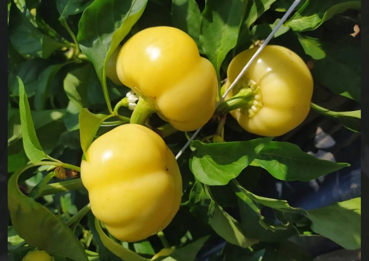 Hibridna Paprika Freddy F1 100 Sj.