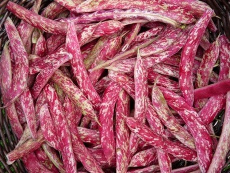 Grah Borlotto Lemon Visoki Zrnaš 100 Gr