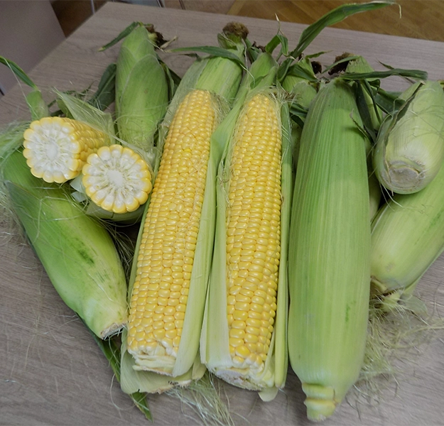 Hibridni Kukuruz Šećerac SF 1379 F1 2500 sj.