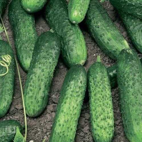 Hibridni Krastavac Merengue 250 sj.