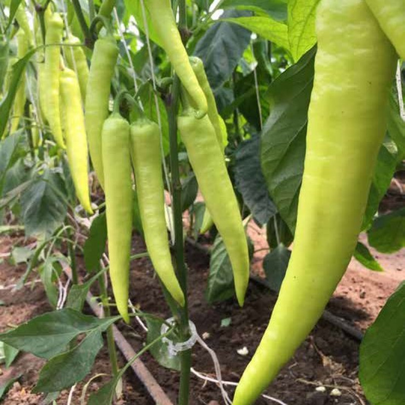 Hibridna Paprika Nitro F1 100 sj.