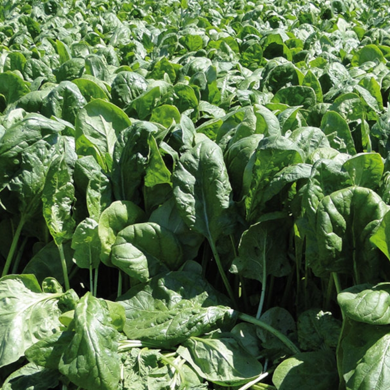 Špinat SV 1714 50 gr