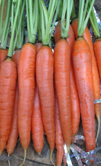 Hibridna Mrkva Nantaise Amelioree 2 ( CLAUSE)